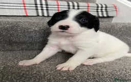 Mixed Breed dogs for sale: Cocker collie cross  - Image 25