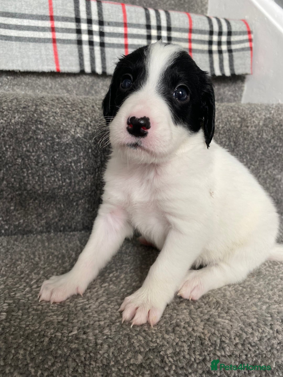Mixed Breed dogs for sale: Cocker collie cross  - Image 25