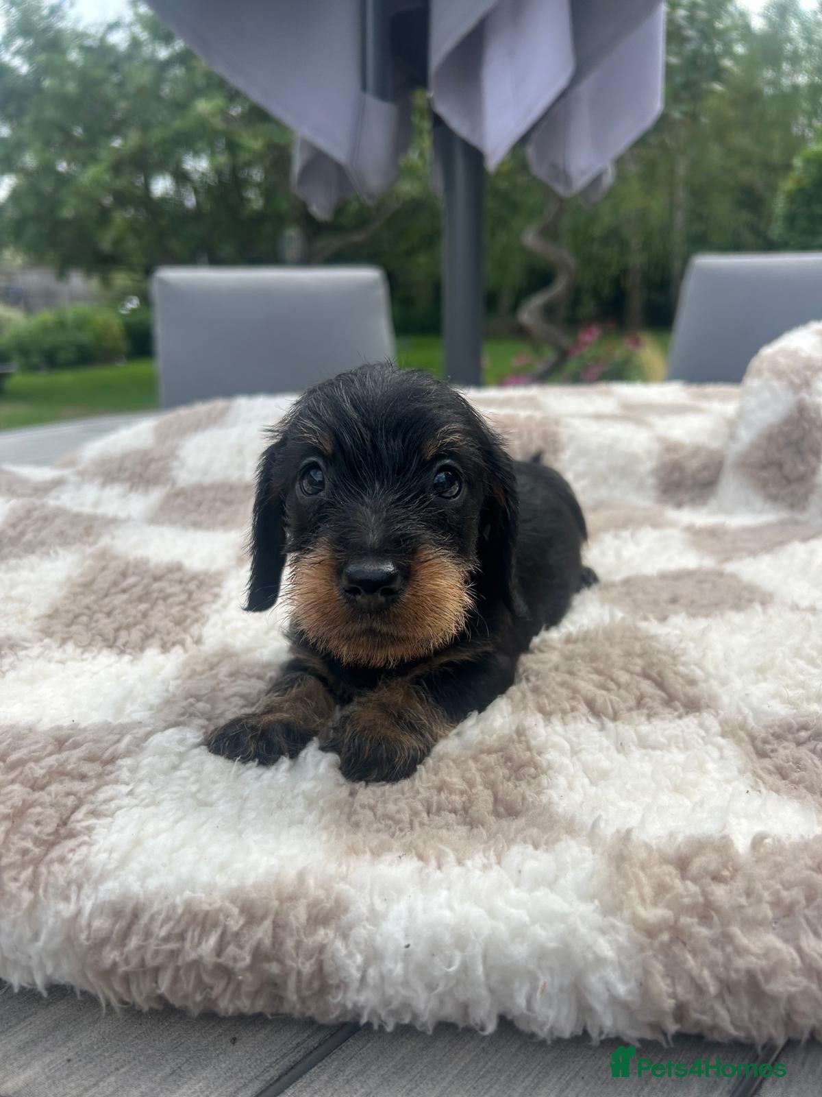 Miniature Dachshund dogs  🐾 Adorable Miniature Dachshund Puppies 🐾 - Advert 2