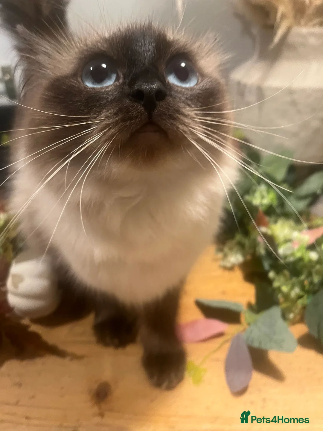 Ragdoll cats for sale: Stunning ragdoll babies! 😻😽 - Advert 12