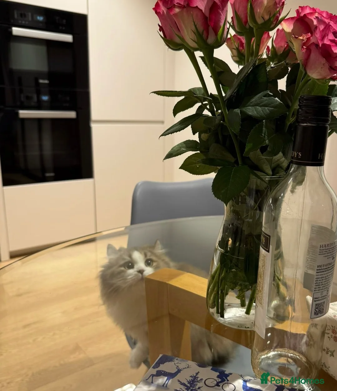 Napoleon cats for sale: Beautiful Minuet Kitten looking for new home - Advert 4