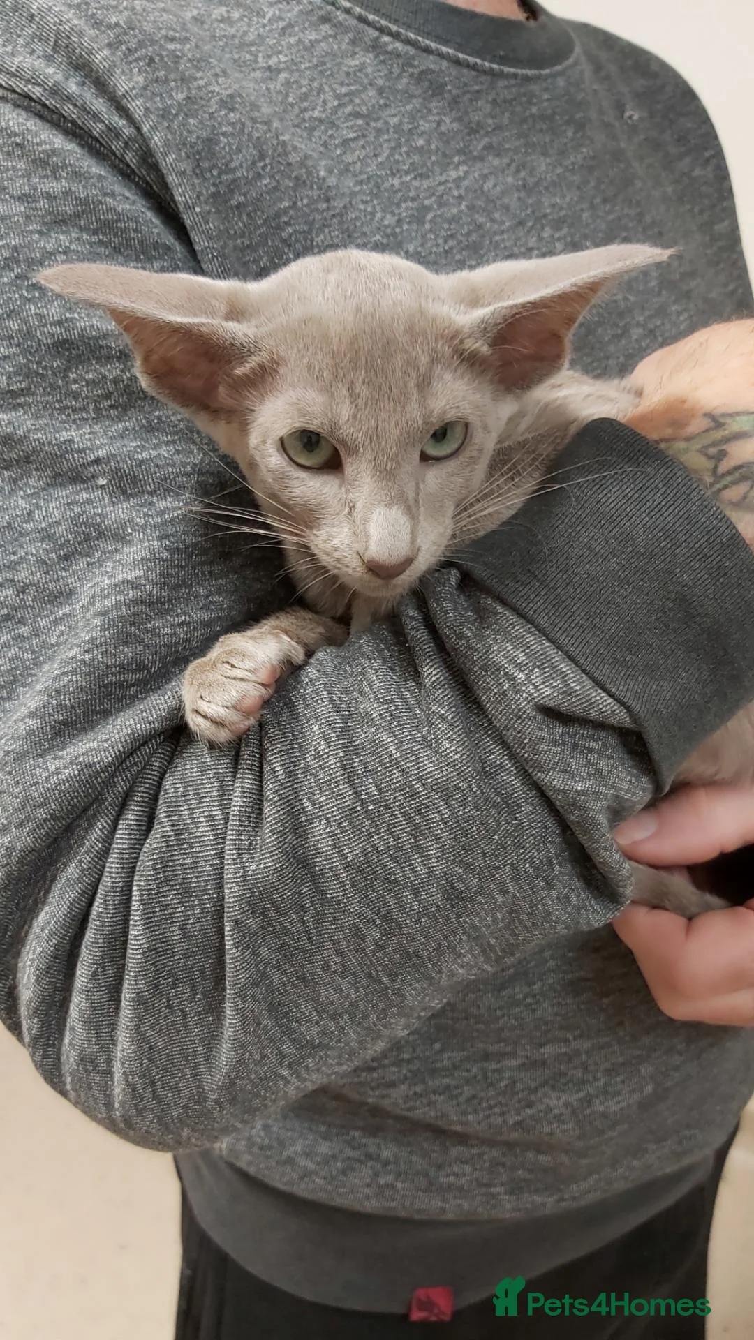 Oriental cats for sale: FULL Pedigree Oriental XL size ears GCCF1380 - Advert 1