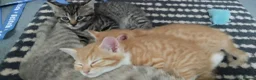British Shorthair cats for sale: Beautiful kittens British shorthair - Advert 14