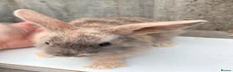 Mixed Breed rabbits for sale: Mini lop/lionhead mix breed  - Advert 5