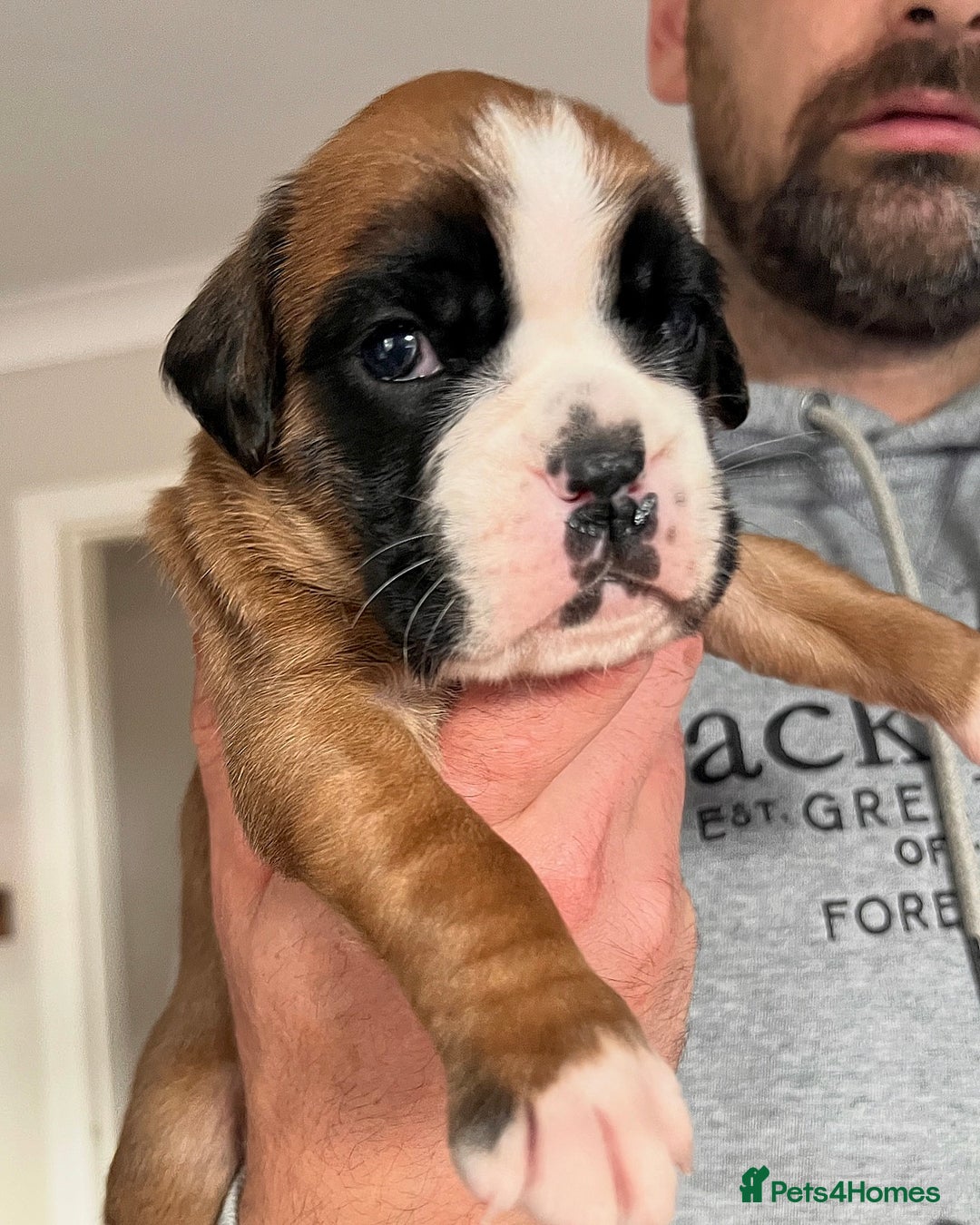Boxer dogs for sale: Kc Beautiful Red and White Boxer Puppies  - Image 6