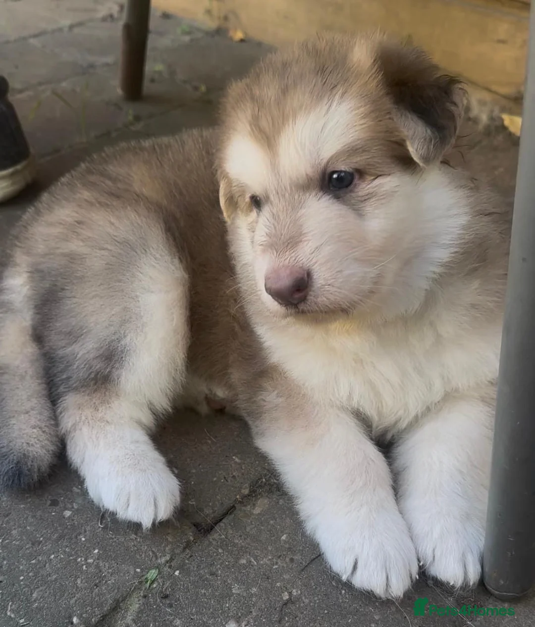 German Shepherd dogs for sale: Rare colour German shepherd puppies 🤩 - Advert 1