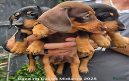 Miniature Dachshund dogs for sale: Shorthaired Minature Daschunds READY TO LEAVE NOW - Image 17
