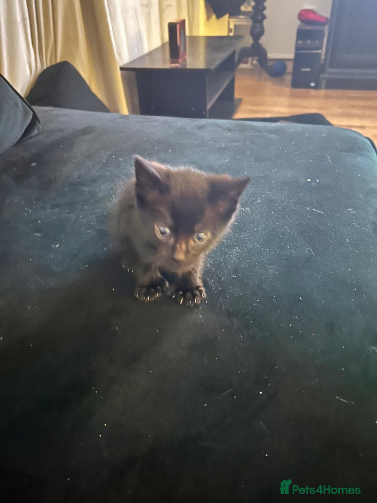 British Shorthair cats Beautiful Tuxedo kittens available - Advert 3