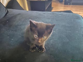 British Shorthair cats Beautiful Tuxedo kittens available - Advert 1