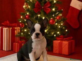 French Bulldog dogs PRICE DROP Beautiful Litter Of French Bulldogs - Advert 4