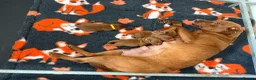 Labrador Retriever dogs for sale: Beautiful Mahogany Red Female puppies available  - Advert 4