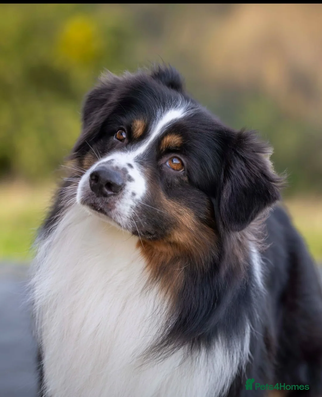 Australian Shepherd dogs for stud: RKC  Australian Shepherd For Stud - Advert 2