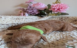 Cockapoo dogs for sale: Toy cockerpoo  - Advert 6