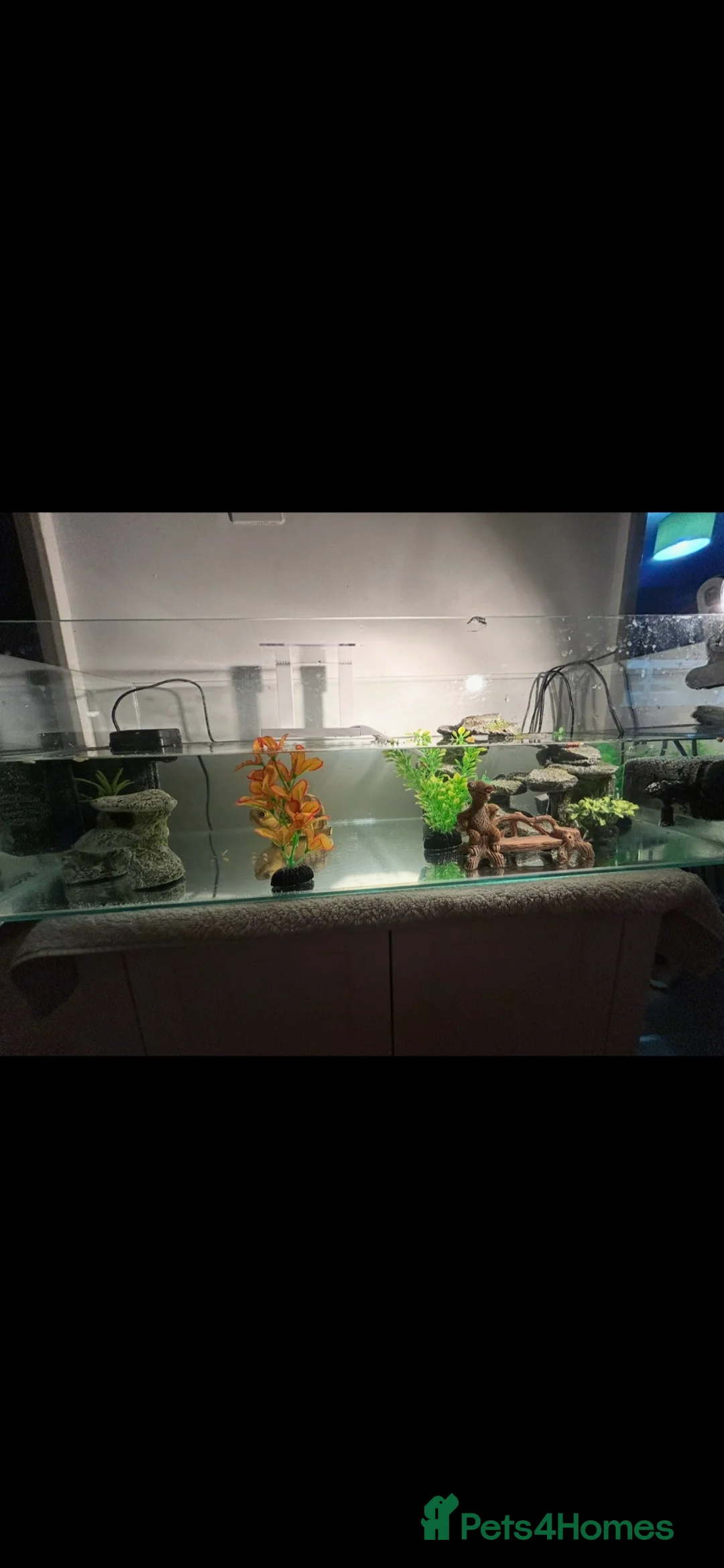 Mixed Breed reptiles for sale: Musk turtles and full set up for sale. in Staines - Advert 1