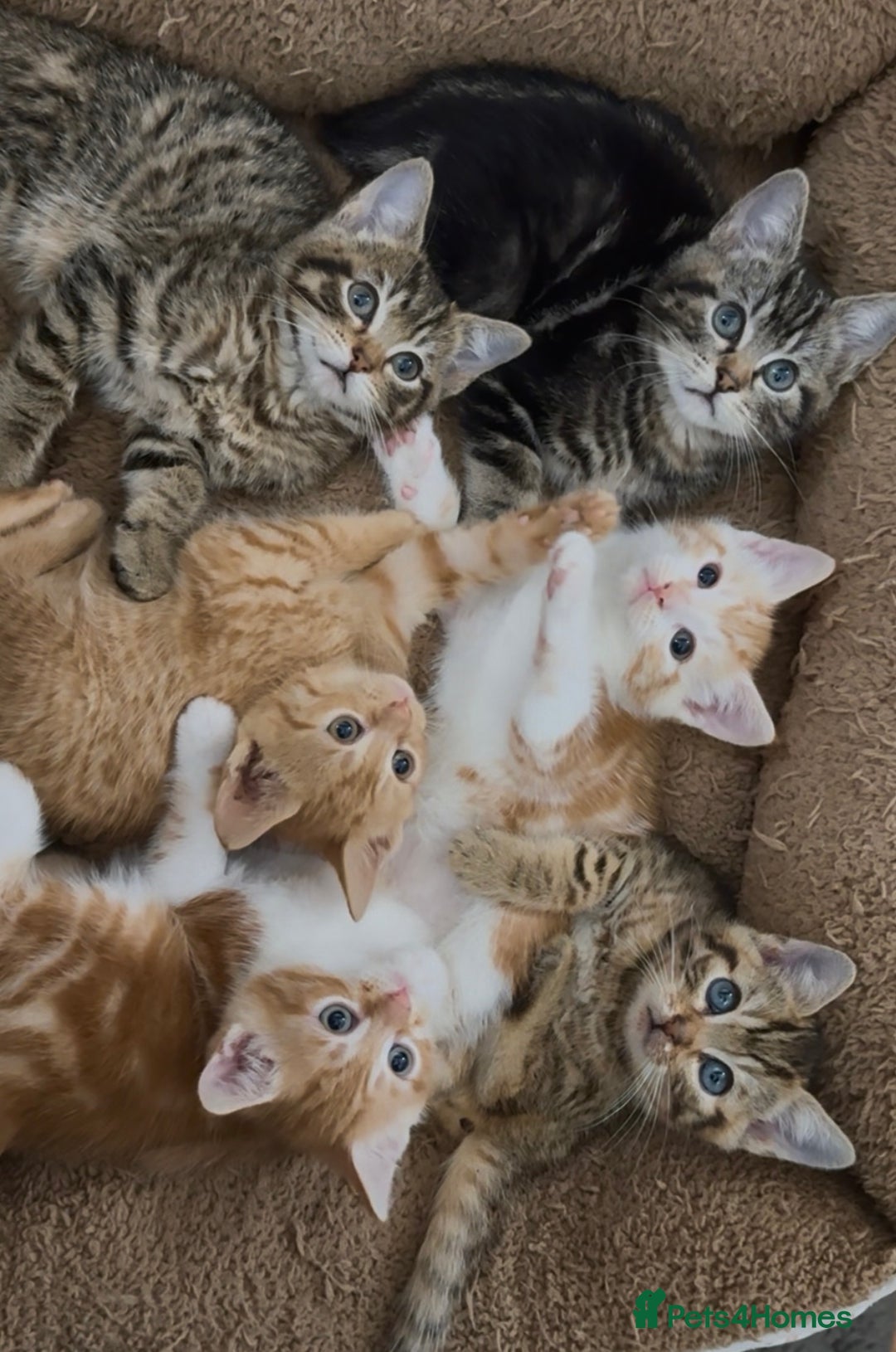 Mixed Breed cats for sale: GORGEOUS KITTENS  - Advert 1