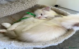 Ragdoll cats for sale: 5 Ragdoll kittens ready to go now  - Image 7
