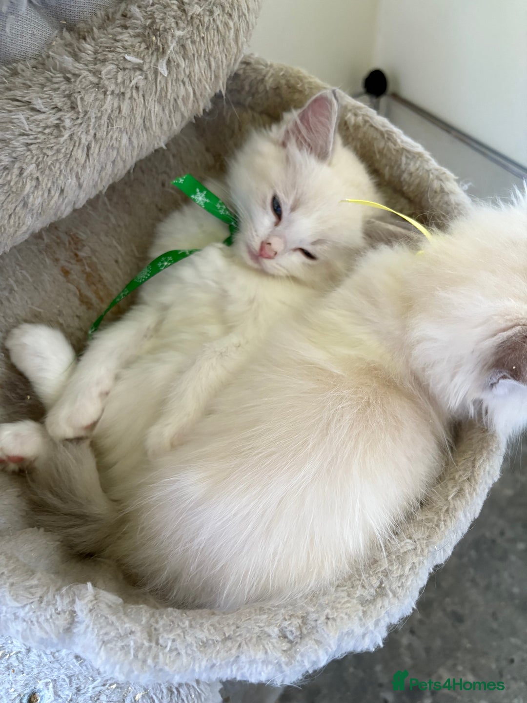 Ragdoll cats for sale: 5 Ragdoll kittens ready to go now  - Image 7