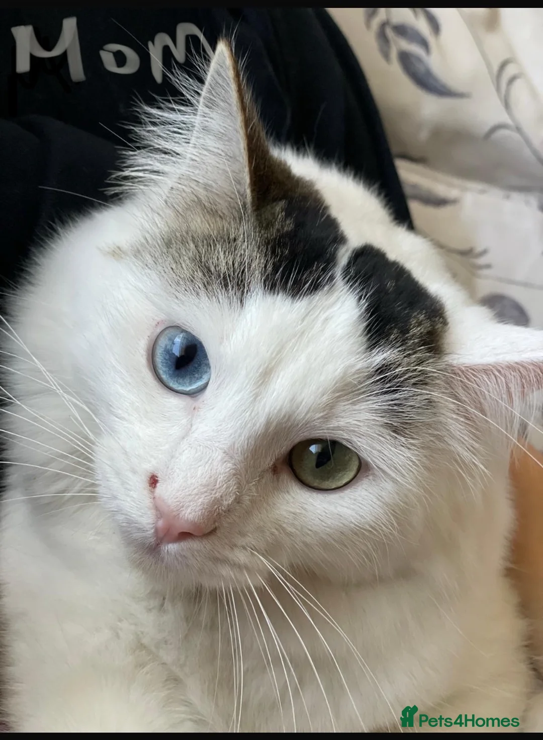 Ragdoll cats for sale: Ready now kitten- Ragdoll/British shorthair  - Advert 1