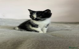 British Shorthair cats for sale: Four kittens ready to go (prices vary) - Image 28