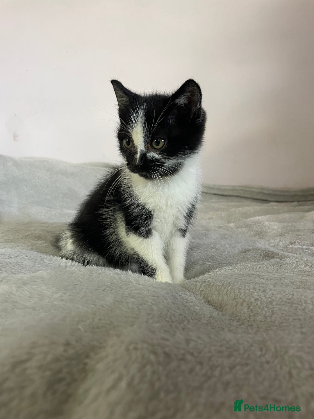 British Shorthair cats for sale: Four kittens ready to go (prices vary) - Image 28