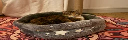 Domestic Shorthair cats for sale: Beautiful Amber - Advert 4