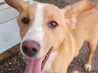 Mixed Breed dogs in Wellingborough - Advert 19