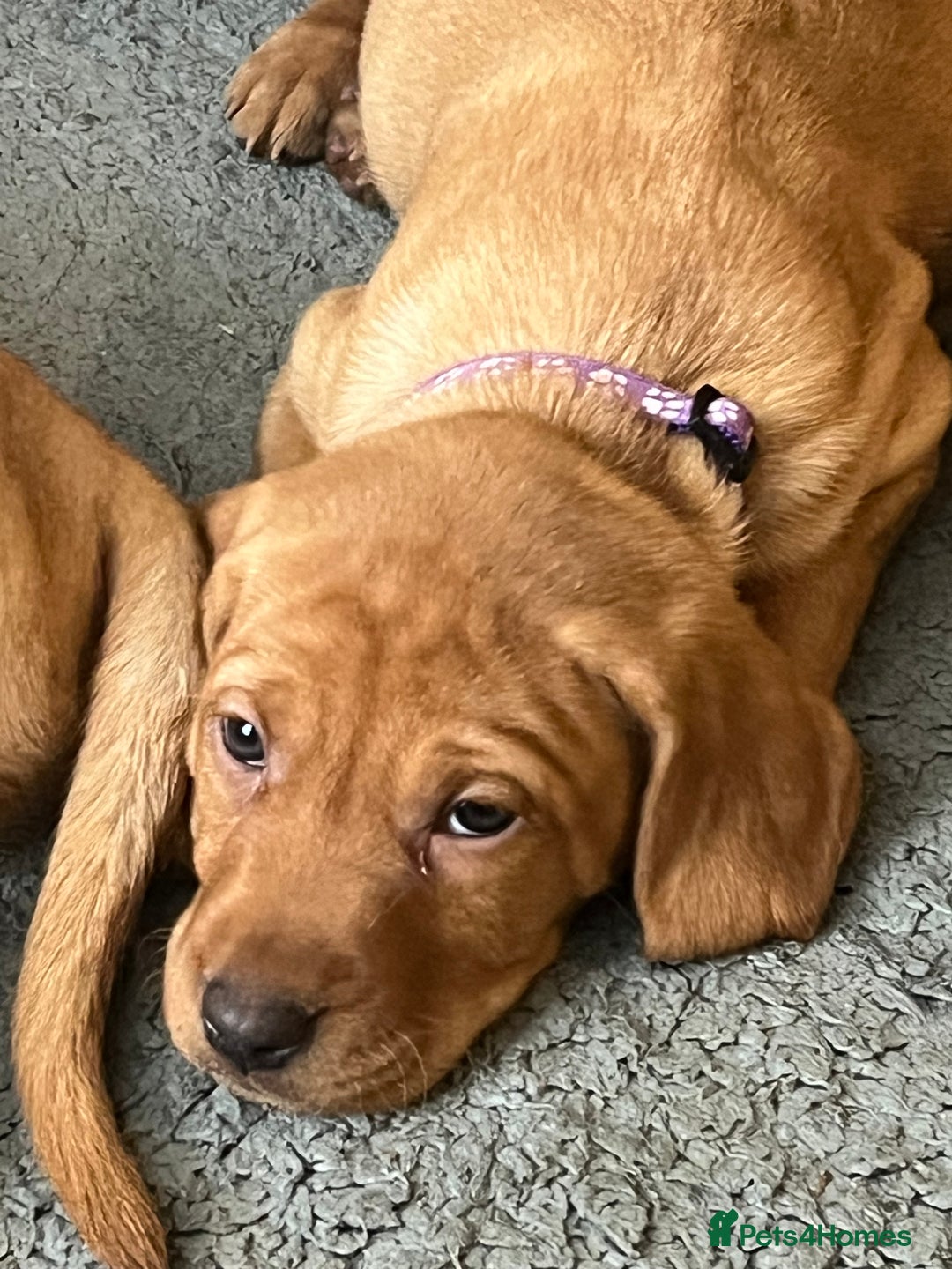 Mixed Breed dogs for sale: HUNGARIAN VIZSLA x FOX RED LABRADOR  - Advert 9