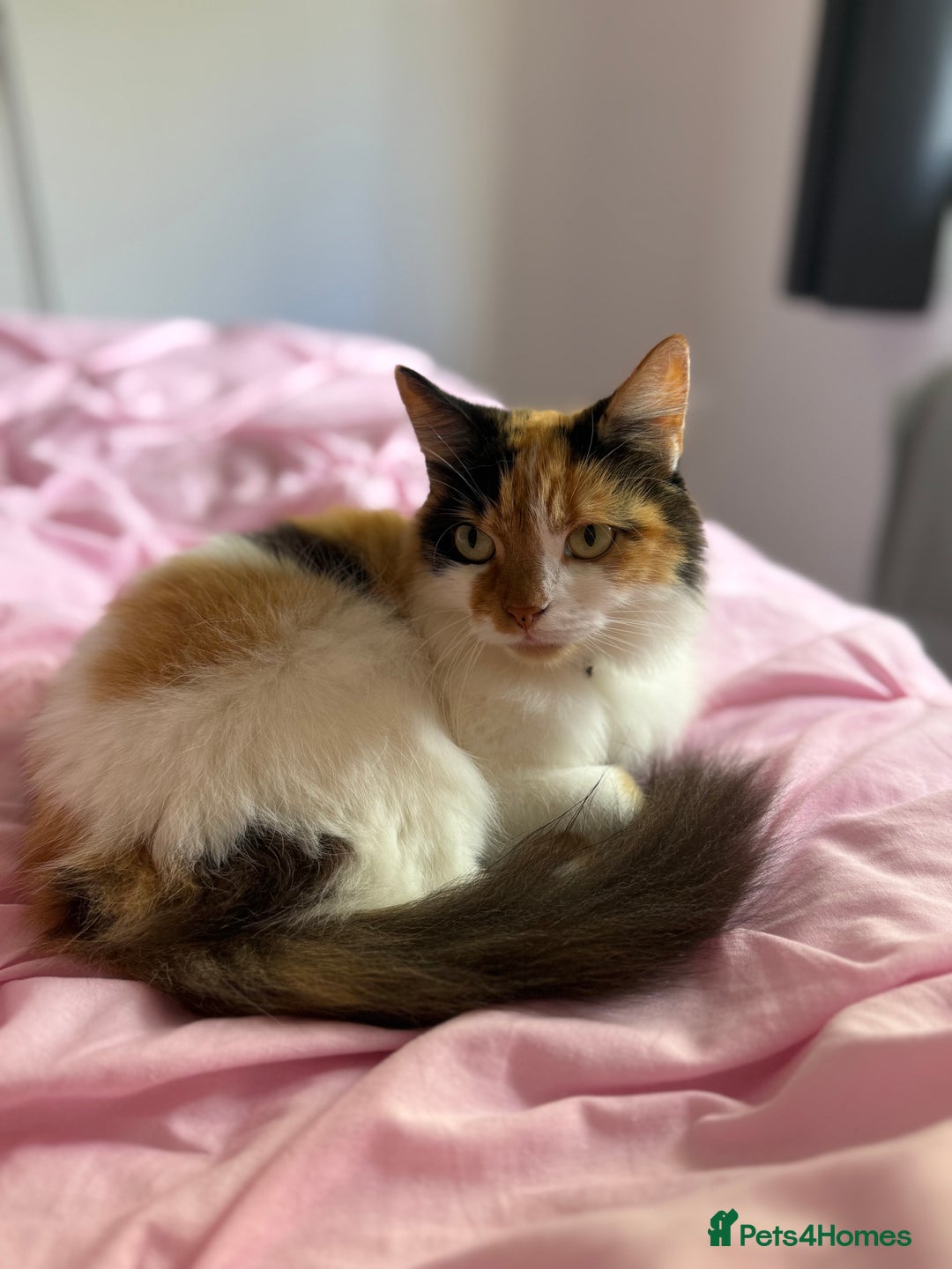 Mixed Breed cats for sale: Domestic long haired female cat  - Advert 5
