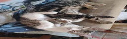Mixed Breed cats for sale: Gorgeous Toyger Tabbies for Sale  - Advert 7