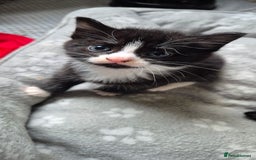 British Shorthair cats for sale: Male kitten 8 weeks old - Image 5