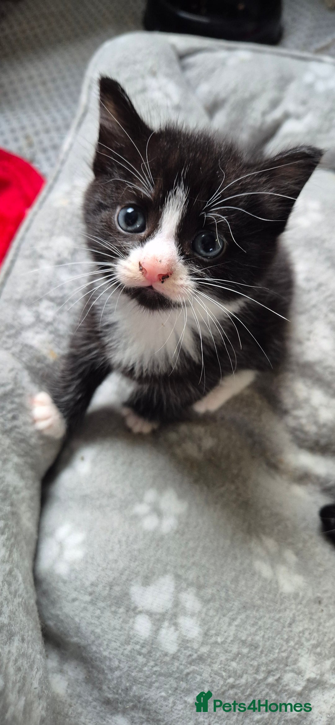 British Shorthair cats for sale: Male kitten 8 weeks old - Image 5