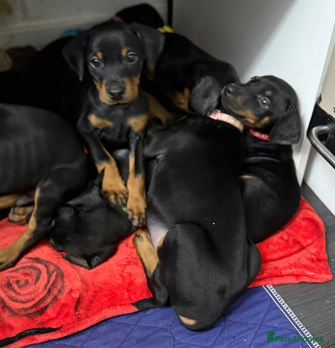 Dobermann dogs for sale: Dobermann pups - Image 3