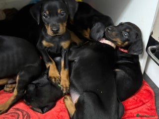 Dobermann dogs Dobermann pups - Advert 4