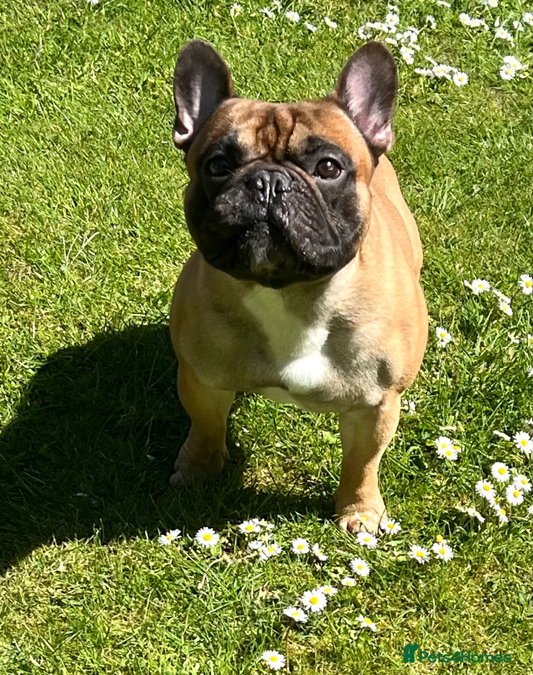 French Bulldog dogs for stud: Mani standard red silver fbce RFG 1  in Edinburgh - Advert 22