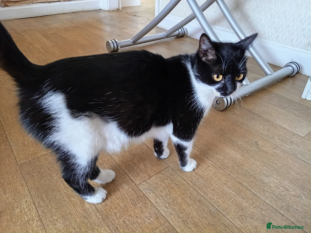 Mixed Breed cats for sale: Kittens  in Wolverhampton - Advert 1