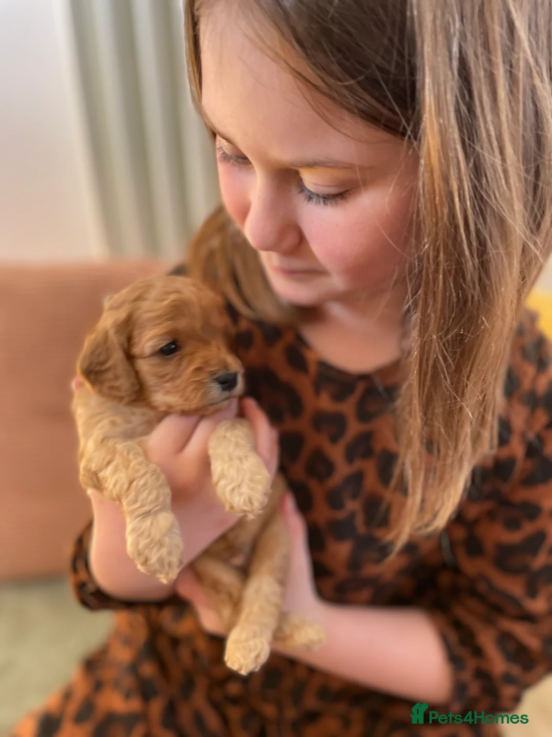 Cavapoo dogs for sale: Exceptional Cavapoo Puppies - Ruby & Apricot - Advert 40