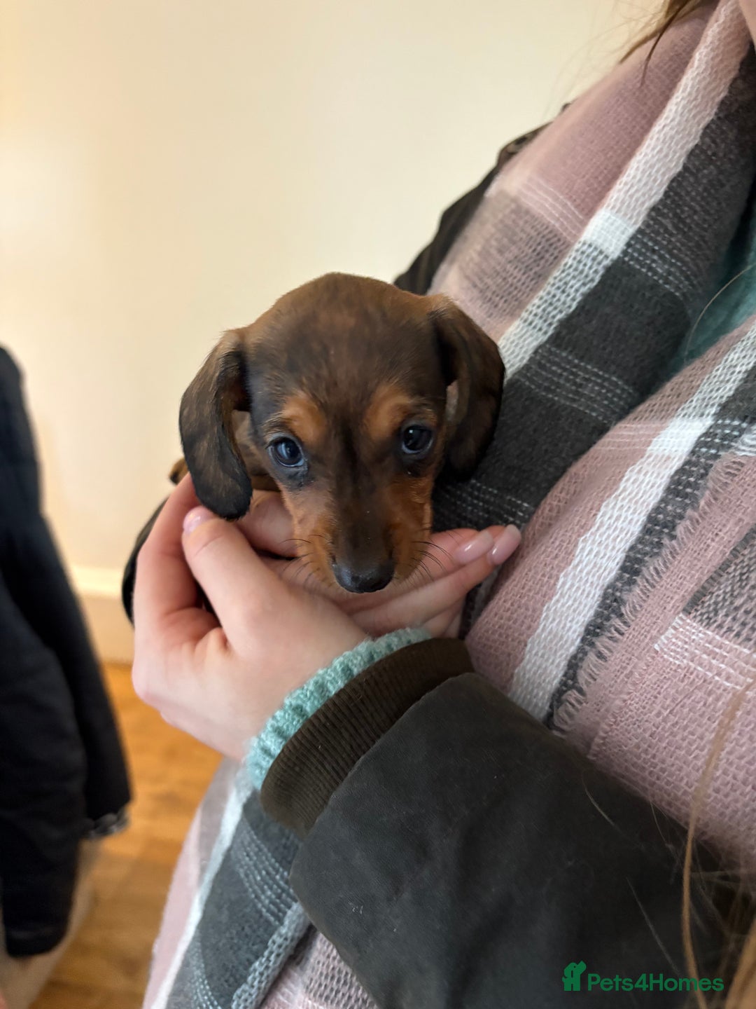 Miniature Dachshund dogs for sale: Kc true miniature dachshunds puppies - Advert 14