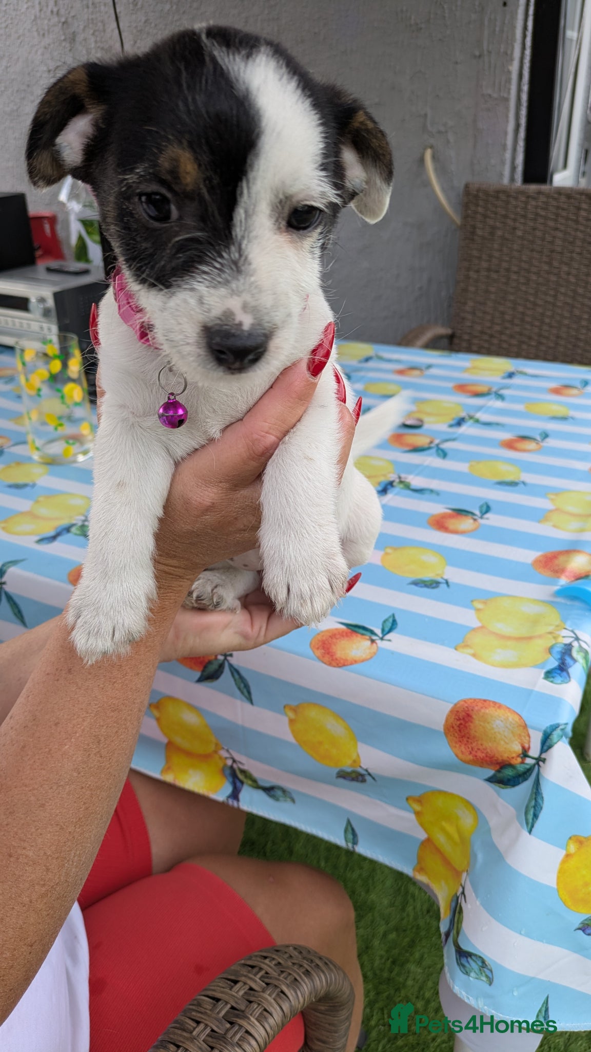 Jack Russell dogs Rough coated jack Russell puppies  - Advert 2