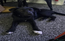 Mixed Breed dogs for sale: Lab X Collie, 9 Months Old, Seeking a Forever Home - Image 13