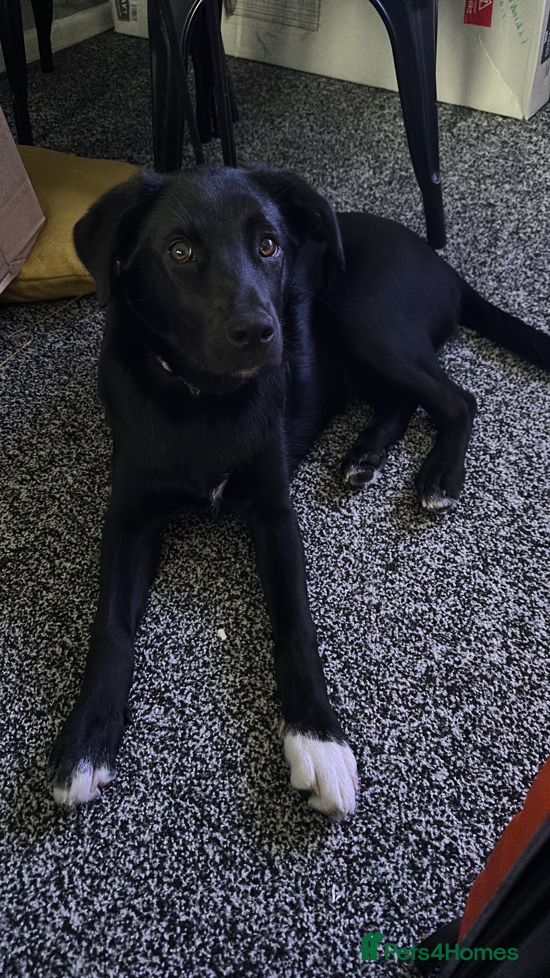 Mixed Breed dogs for sale: Lab X Collie, 9 Months Old, Seeking a Forever Home - Image 13