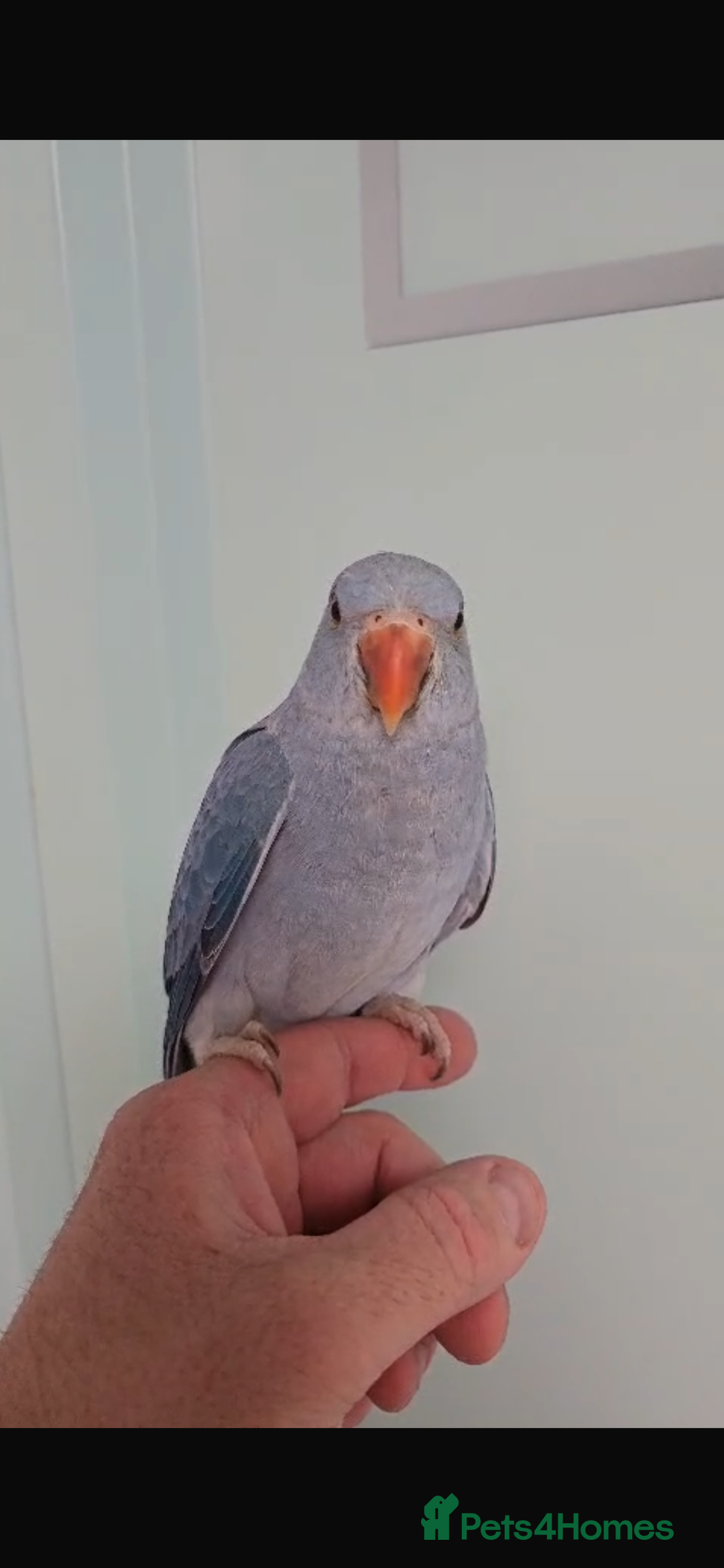 Ringnecks birds for sale: Baby blue Ringneck  - Image 6
