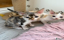 Devon Rex cats for sale: 🐾 Beautiful Devon Rex Kittens💕 - Image 20