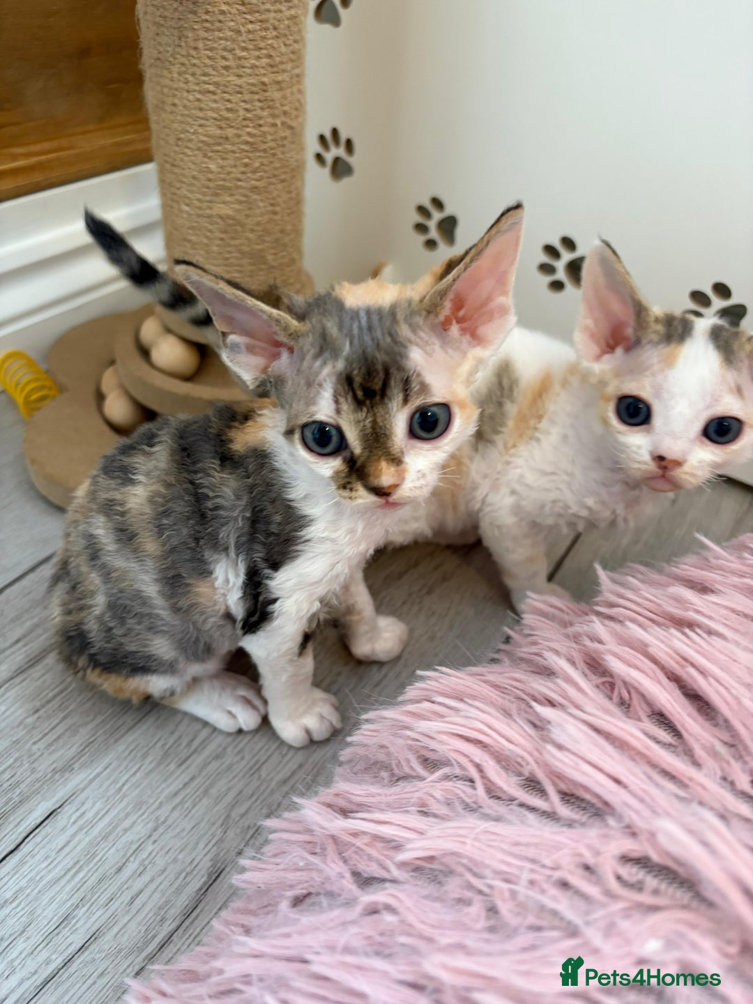 Devon Rex cats for sale: 🐾 Beautiful Devon Rex Kittens💕 - Image 20