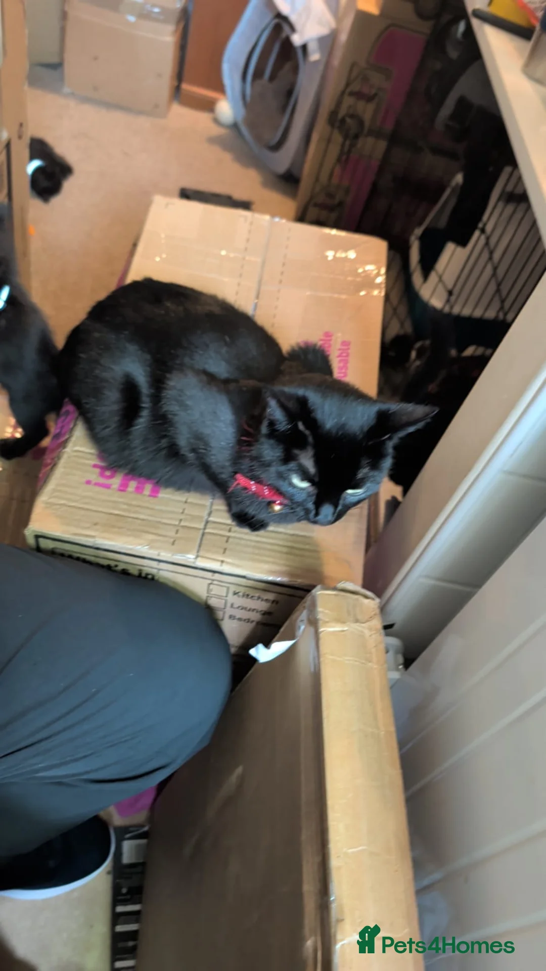 Bombay cats for sale: 🌸 Female Cat Looking for a New Home 🌸 - Advert 8