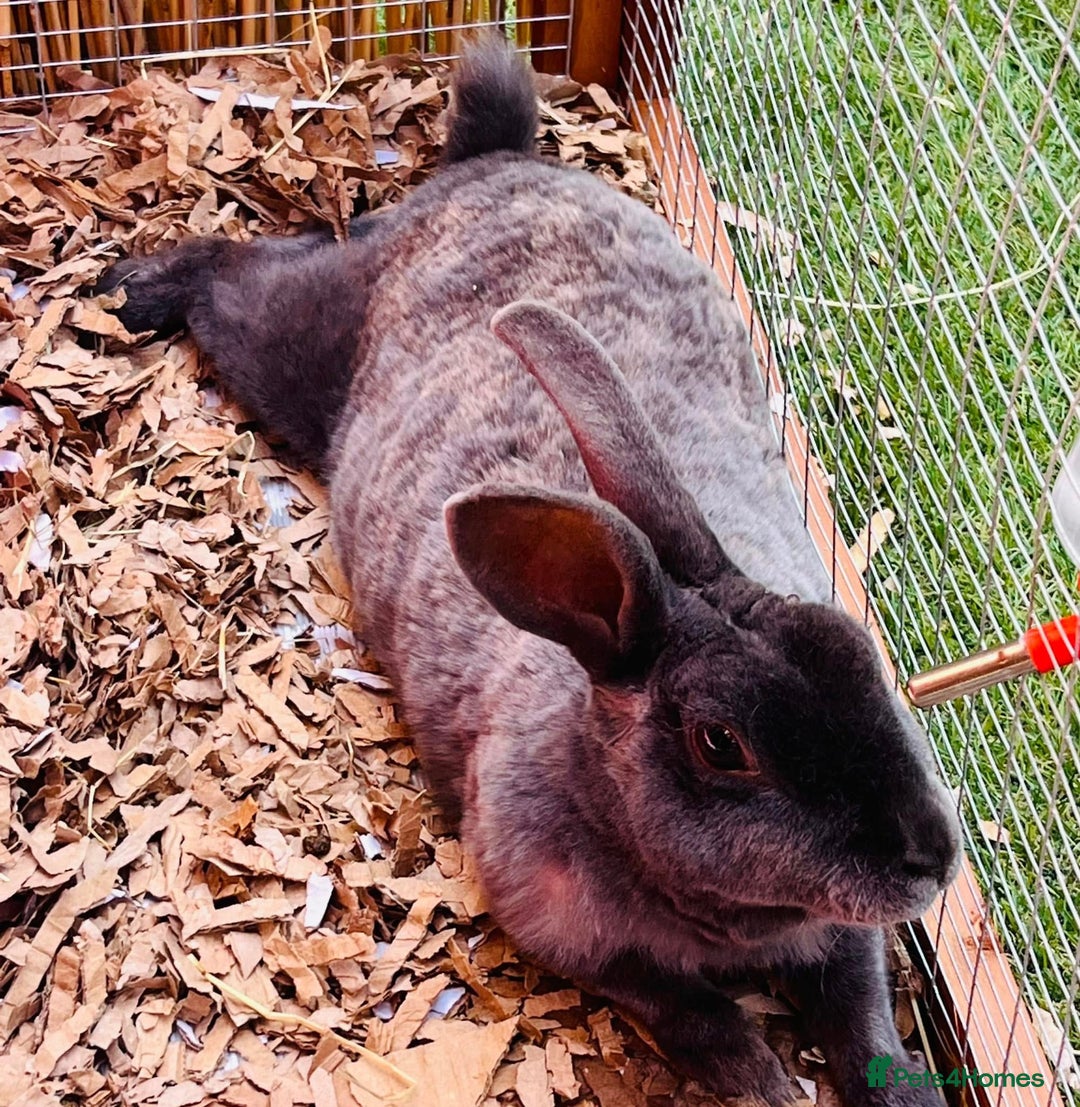 Rex rabbits for sale: Female Rex Bunny - Advert 4