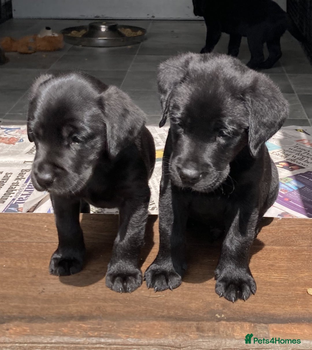 Labrador Retriever dogs for sale: Quality litter of working Labrador retriever pups - Image 6