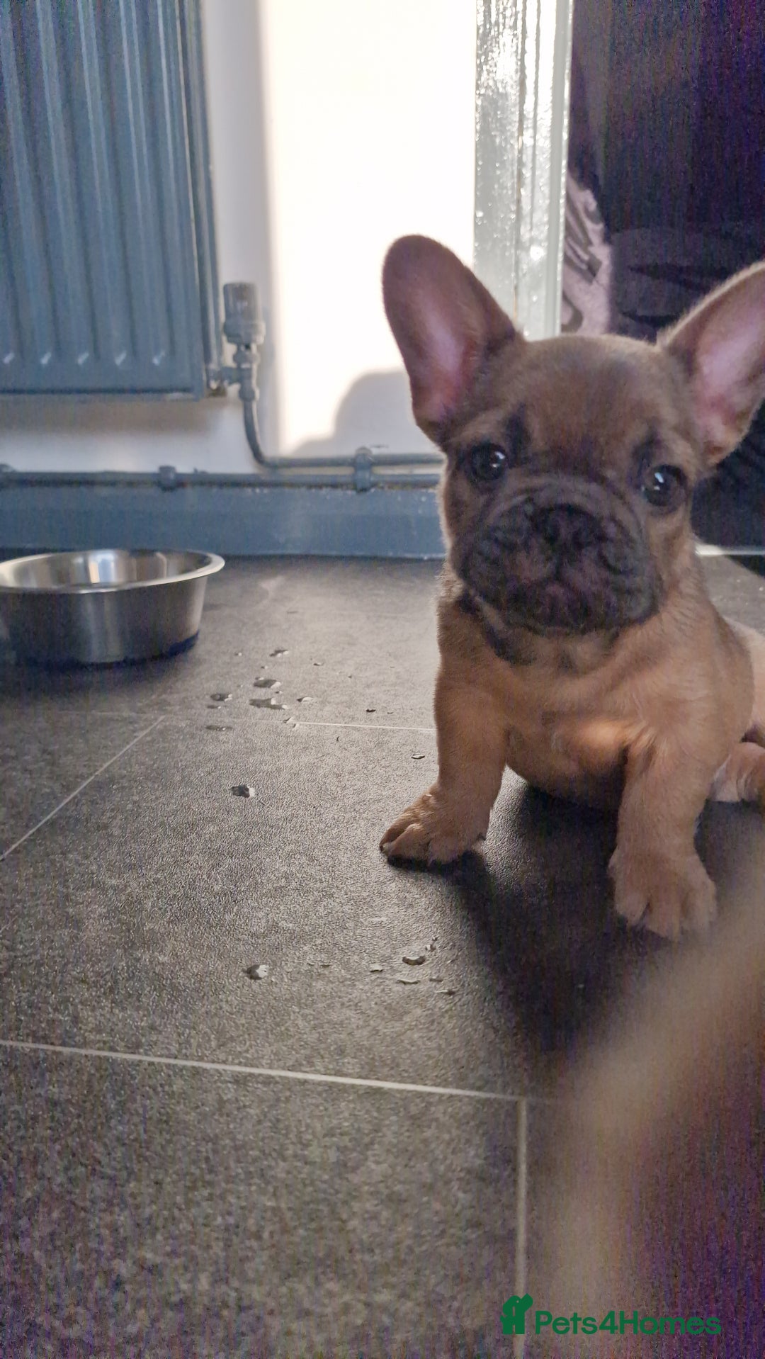 French Bulldog dogs for sale: Teddy bear floodle  - Image 10