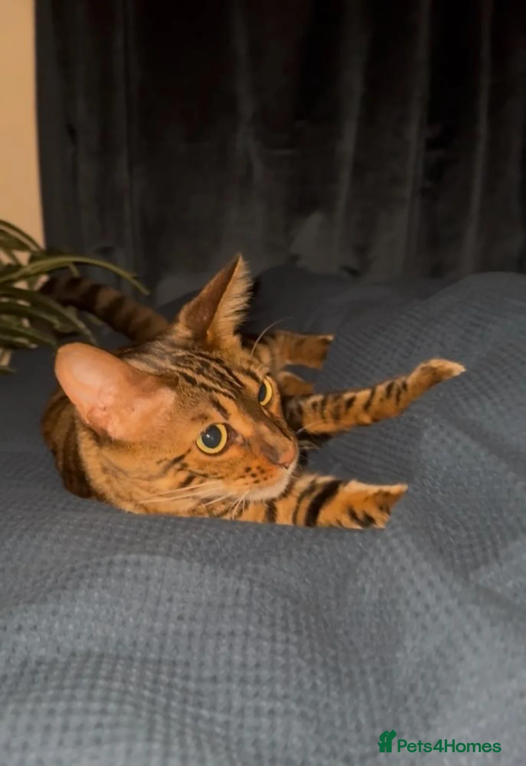 Bengal cats for sale: 2 Year Old Friendly Bengal Female  in London - Advert 5