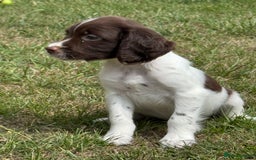 English Springer Spaniel dogs for sale: Lovely Well Bred KC English Springer Spaniels - Image 7