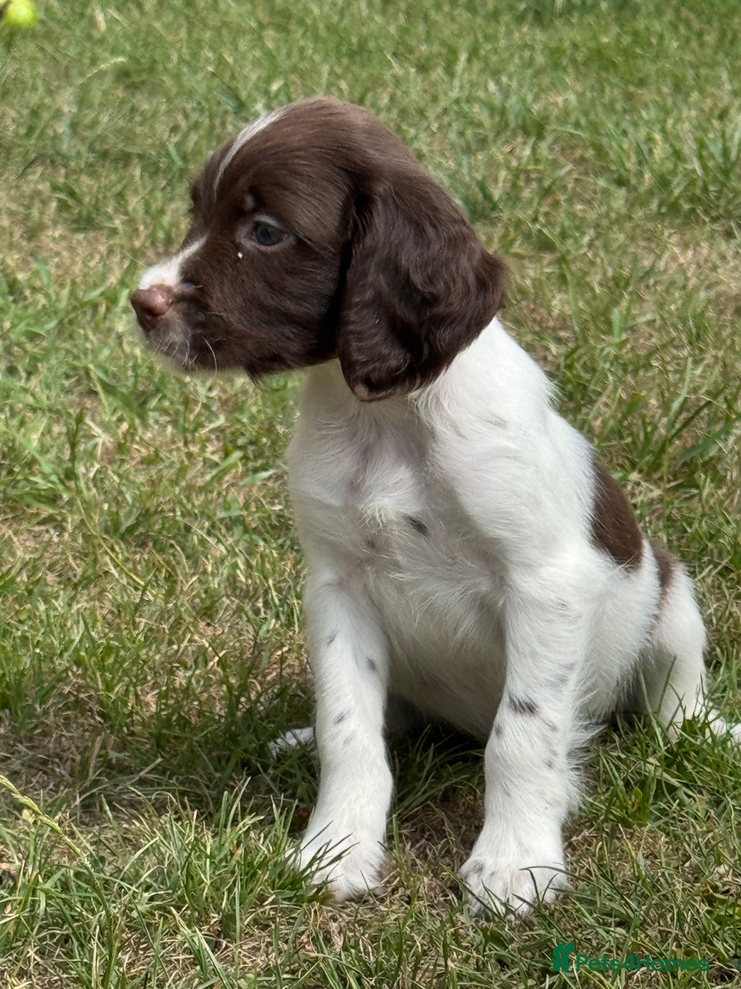 English Springer Spaniel dogs for sale: Lovely Well Bred KC English Springer Spaniels - Image 7